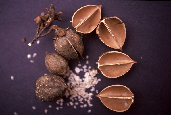 {Paulownia tomentosa}